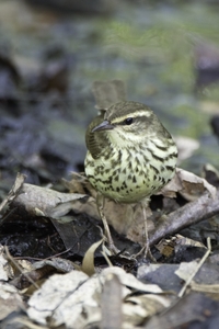 Northern Waterthrush