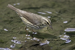 Northern Waterthrush