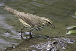 Northern Waterthrush