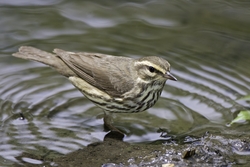 Northern Waterthrush