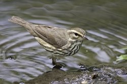 Northern Waterthrush
