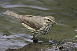 Northern Waterthrush