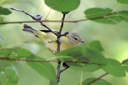 Orange-crowned Warbler