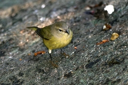 Orange-crowned Warbler