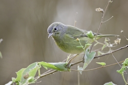 Orange-crowned Warbler