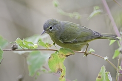 Orange-crowned Warbler