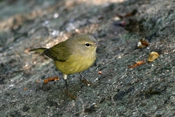 Orange-crowned Warbler
