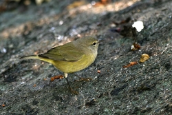 Orange-crowned Warbler