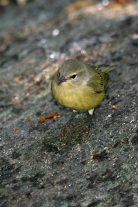 Orange-crowned Warbler