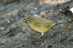Orange-crowned Warbler