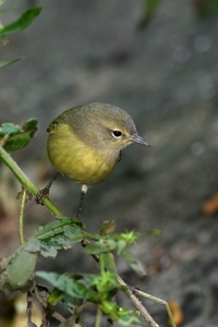 Orange-crowned Warbler