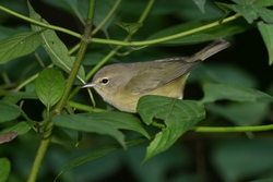 Orange-crowned Warbler