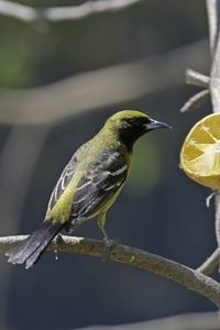 Orchard Oriole