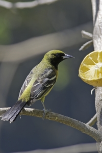 Orchard Oriole