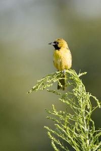 Orchard Oriole