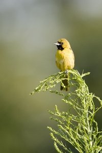 Orchard Oriole