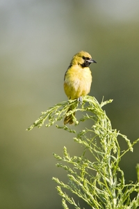 Orchard Oriole