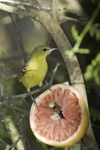 Orchard Oriole