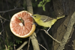 Orchard Oriole