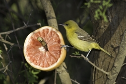 Orchard Oriole