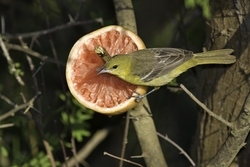 Orchard Oriole