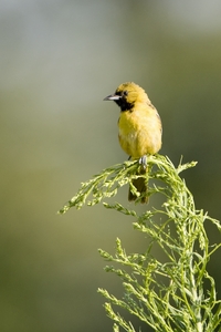 Orchard Oriole