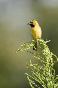 Orchard Oriole