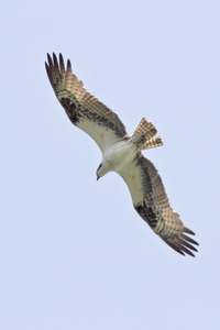 Osprey