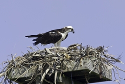 Osprey