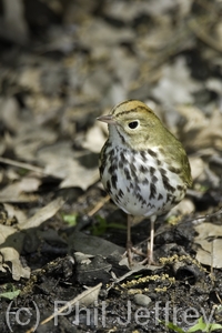 Ovenbird