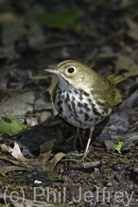 Ovenbird