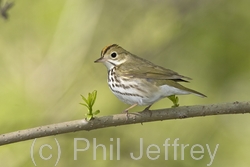 Ovenbird