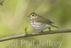 Ovenbird