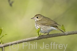 Ovenbird