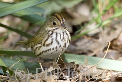 Ovenbird