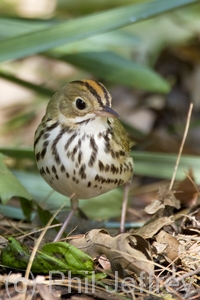 Ovenbird