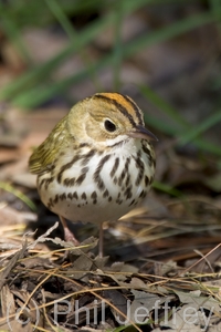 Ovenbird