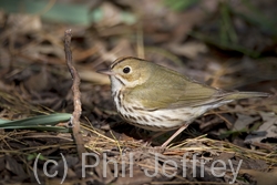 Ovenbird