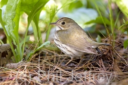 Ovenbird