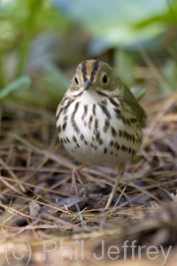 Ovenbird