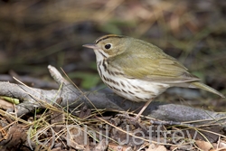 Ovenbird