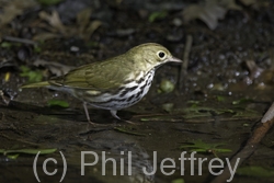 Ovenbird