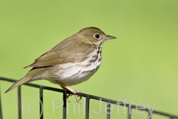 Ovenbird