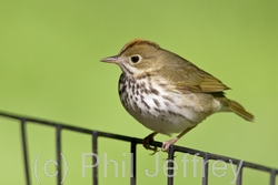 Ovenbird