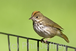 Ovenbird