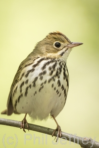 Ovenbird