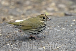 Ovenbird