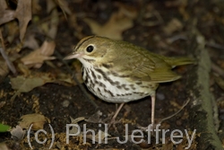 Ovenbird