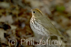 Ovenbird