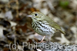 Ovenbird